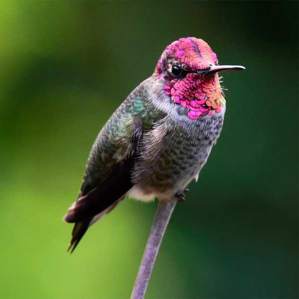 Rasgos únicos del colibrí de Anna animado