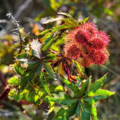 Vidéo 7 plantes pour ne jamais pousser dans votre cour