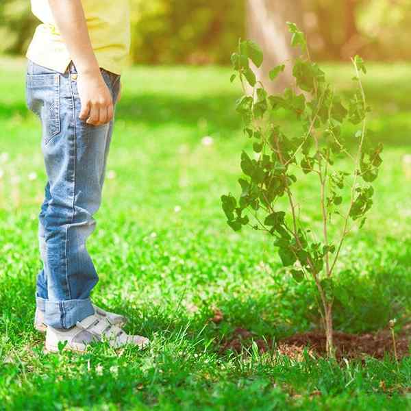 Video, wie man einen Baum pflanzt