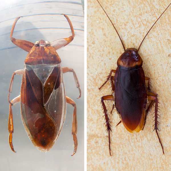 Bugs de agua vs. Cucarachas ¿Cuál es la diferencia??
