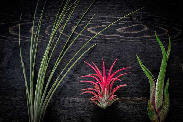 ¿Qué son las plantas de aire y cómo crecen??