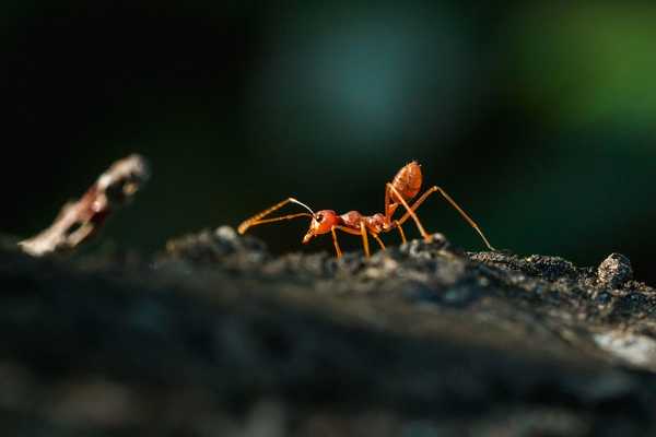 Que sont les fourmis de feu et comment puis-je m'en débarrasser?