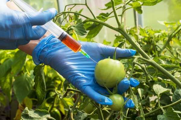 Que sont les OGM? Ce qu'il faut savoir