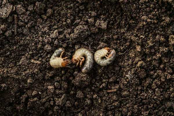 O que são grubs do gramado e como faço para me livrar deles?