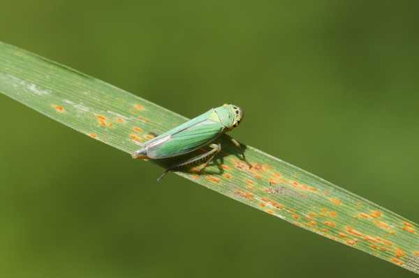 Que sont les cicadelles et comment puis-je m'en débarrasser?