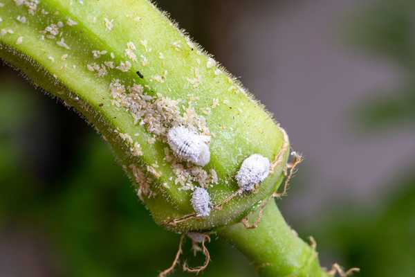 O que são mealybugs?