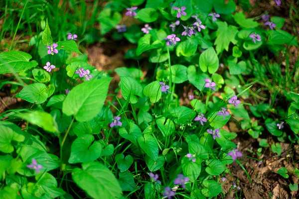 Que sont les violettes sauvages et comment m'en débarrasser?