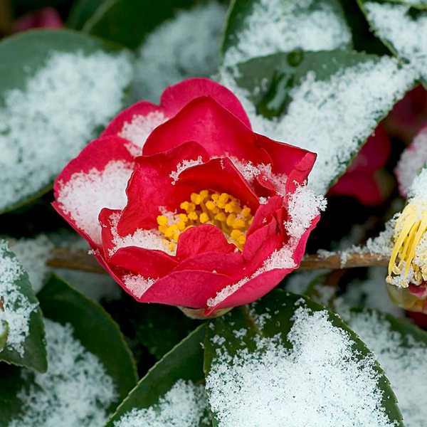 ¿Qué puedo hacer ahora al suelo en mi jardín para prepararlo para la primavera??