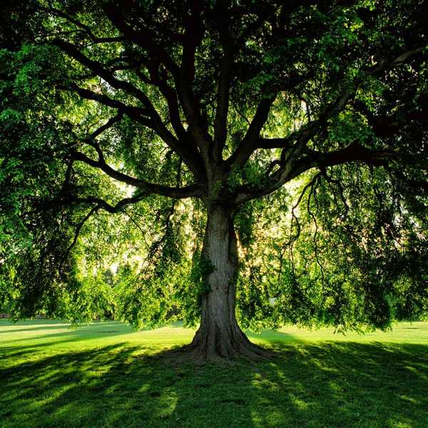 Quelle herbe pousse à l'ombre et comment puis-je le faire pousser?