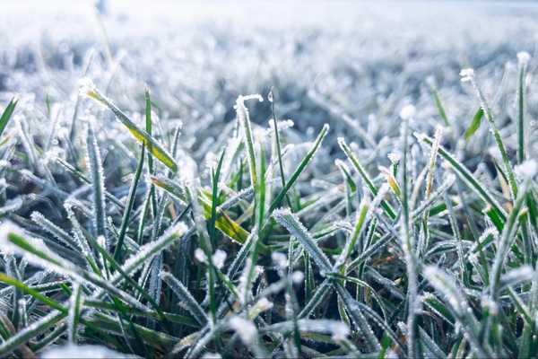 O que acontece com a grama durante o inverno?