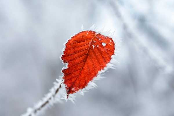 O que acontece com as folhas durante o inverno?