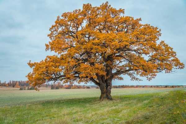 Qu'est-ce qu'une plante Keystone et comment soutient-il la faune?