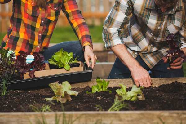 ¿Qué es un jardín sin labranza??