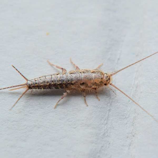 Apa itu Silverfish?