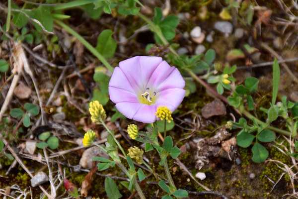 Apa itu bindweed dan bagaimana cara menyingkirkannya?