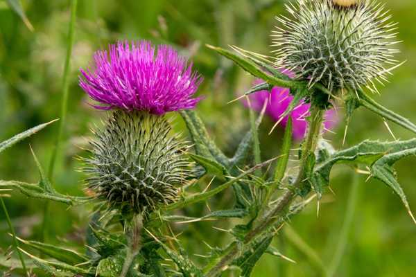 Apa itu canada thistle dan bagaimana cara menyingkirkannya?