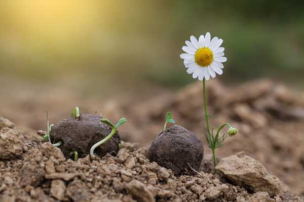 ¿Qué es la jardinería de la guerrilla??