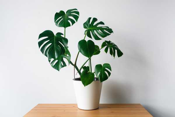 Apa itu Insurans Houseplant?