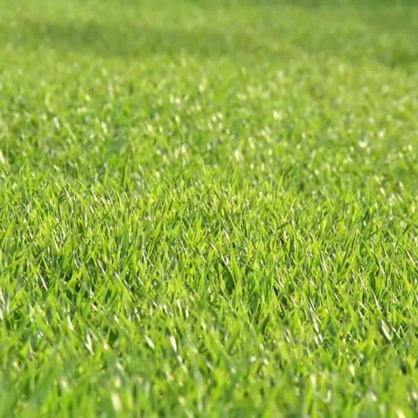 Qu'est-ce que l'aération liquide pour ma pelouse?