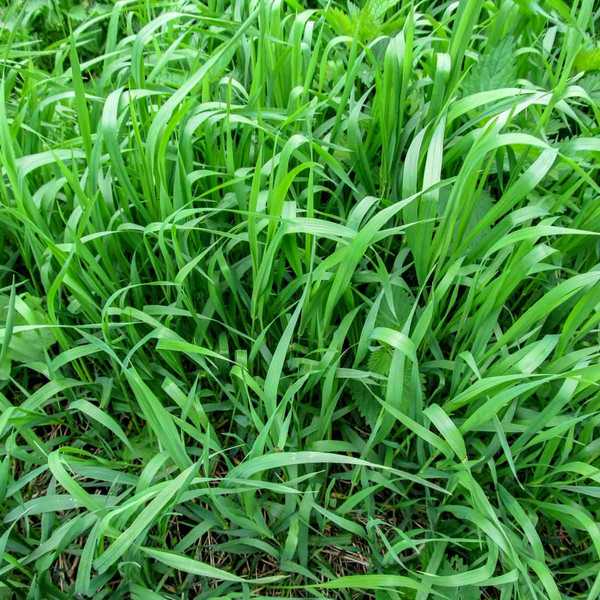 Apa itu Quackgrass dan bagaimana cara menyingkirkannya?