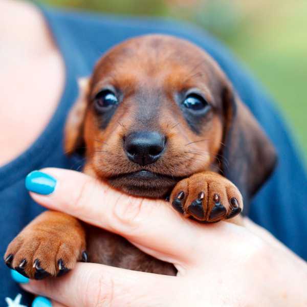 Quelle est la meilleure période de l'année pour obtenir un chiot