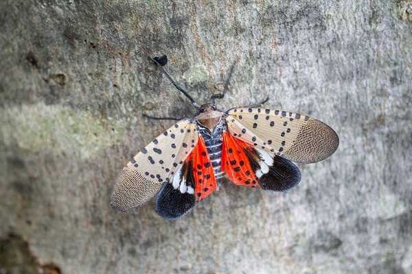 Apa itu Lanternfly yang ditemui?