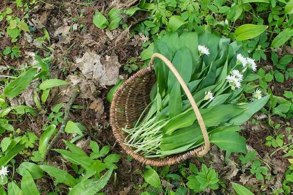 Was ist wilder Knoblauch und wie werde ich ihn los??