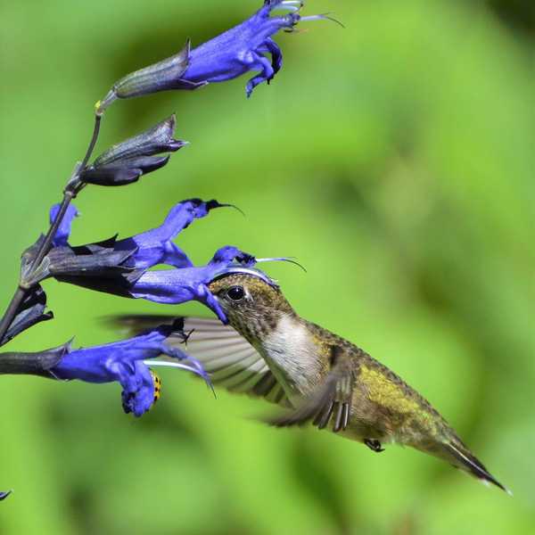 ¿Qué las plantas aman los colibríes aman más??