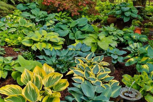 ¿Qué regiones y zonas son mejores para el cultivo de Hostas??