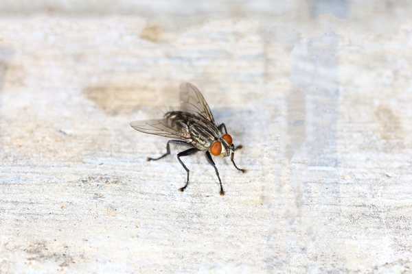 Was solltest du tun, wenn Fliegeneier in deinem Haus schlüpfen??
