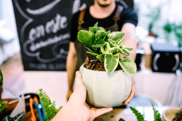 O que fazer com uma nova planta quando você a traz para casa