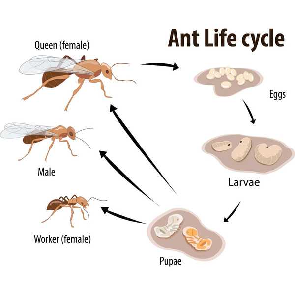 Que savoir du cycle de vie d'une fourmi