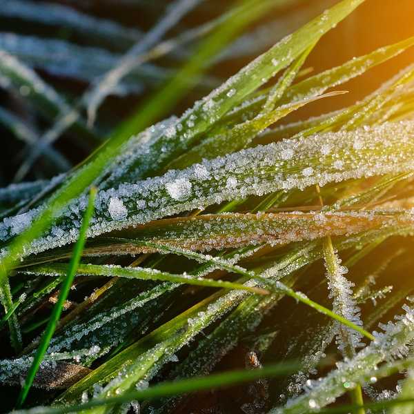 Was zu wissen über die Kühle-Saison-Gräser zu wissen zu wissen