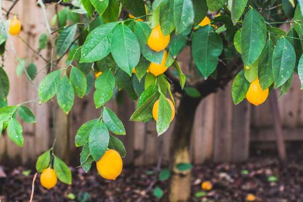 Qué saber sobre el cultivo de limoneros Meyer