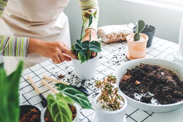 Apa yang Perlu Tahu Mengenai Penyebaran Houseplant