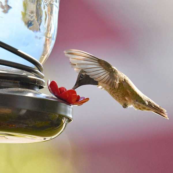 Was über Hummingbird -Feeder zu wissen ist