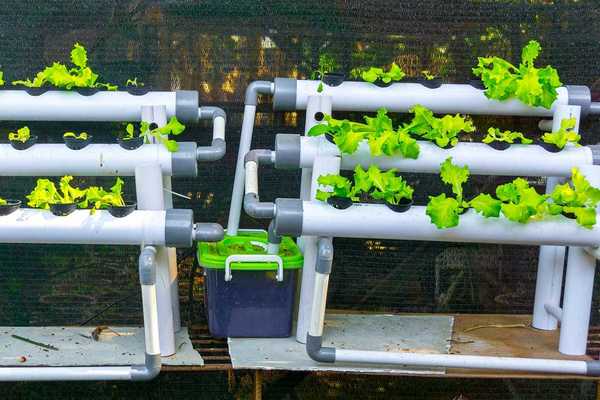 Apa yang Perlu Tahu Mengenai Taman Hydroponic