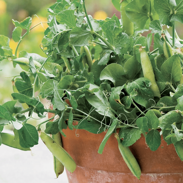 Que savoir des mini-légumes