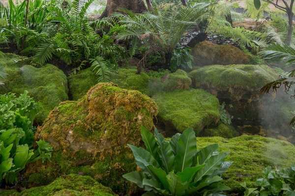 Que savoir sur les jardins de mousse