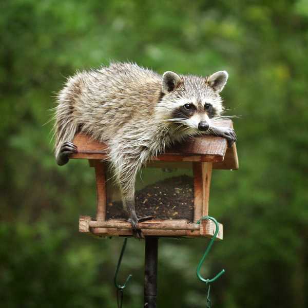 Qué saber sobre los mapaches en tu patio