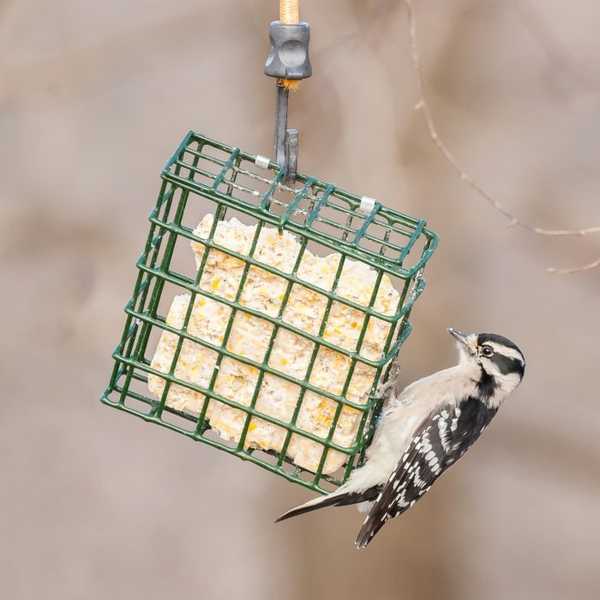 Was über Suet -Feeder zu wissen ist