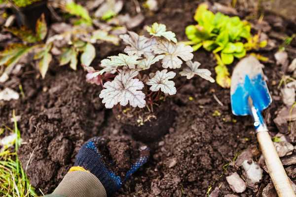 Qué saber sobre el trasplante de plantas