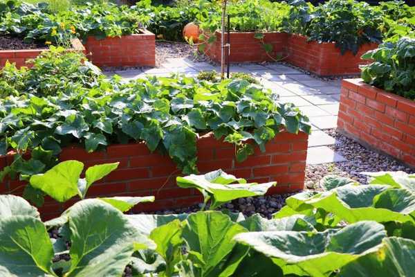 Que savoir pour démarrer un jardin communautaire