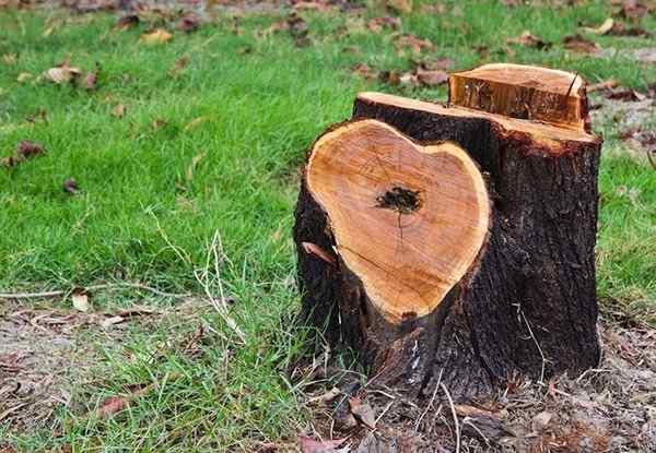 Que ferait Bob? Retirer un souche d'arbre