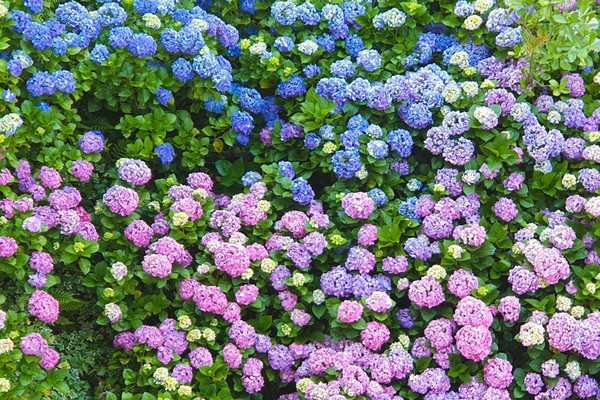 Ce que vos hortensias peuvent vous dire sur votre sol