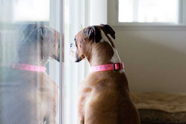 Qu'est-ce qu'une température intérieure sûre pour les chiens et autres animaux de compagnie?