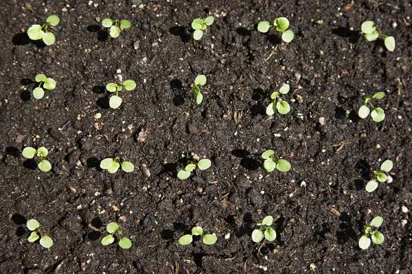 Qu'y a-t-il dans le meilleur sol de jardin?