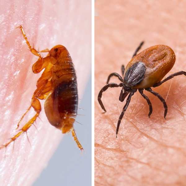¿Cuál es la diferencia entre pulgas y garrapatas??