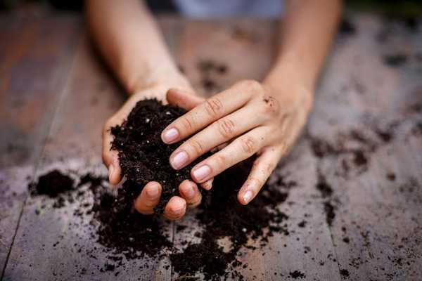 Apa perbezaan antara tanah potting dan campuran potting?