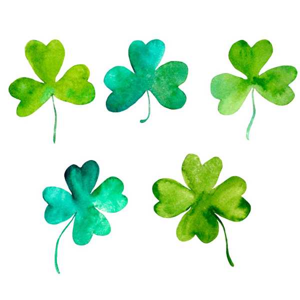 ¿Cuál es la diferencia entre Shamrock y Clover de cuatro hojas??